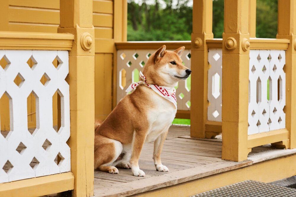 Hundetørklæde - off-white/rød